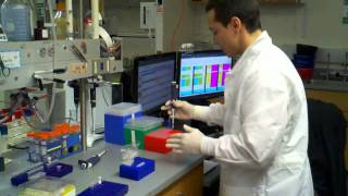 how to do a pcr reaction with DMSO using a master mix [upl. by Thema340]