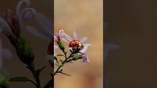 Happy little ladybug ladybug naturevideo macrovideo [upl. by Ilonka894]