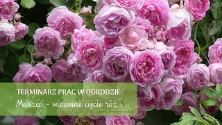 Wiosenne cięcie róż  Terminarz prac w ogrodzie  Marzec w ogrodzie [upl. by Thomasine60]