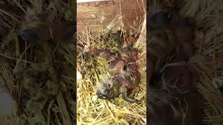 DAY 06  4Finch Chicks Hatched 🐣 birds birdsounds finch egg birdenclosure [upl. by Alrad]