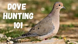 Dove Hunting 101 For Beginners [upl. by Dorreg]