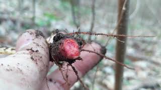 Bloodroot Wild Edible and Medicinal Plants [upl. by Landes263]