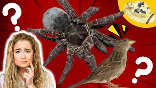 Do Spiders Eat Birds Wild Animal Biologist Explains [upl. by Bryna779]