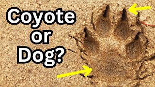 Coyote VS Dog Tracks Easy Ways to Tell the Difference [upl. by Ahsekar]