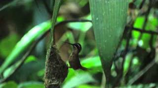 Longtailed Hermit Hummingbird  The Virtual Rainforest [upl. by Kashden]