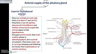 The Pituitary Gland 2  Divisions and Blood supply  Dr Ahmed Farid [upl. by Pammy]