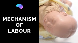 Mechanism of Labour amp Fetal Positions  OSCE Guide  UKMLA  CPSA [upl. by Waylen]