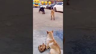 murgi ne to kamal kar dia🤣 youtubeshorts funny allpetloversaseel funnyanimal viralvideo [upl. by Fiden]