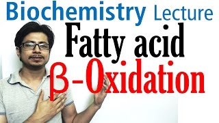 Beta oxidation of fatty acids  Fatty acid metabolism lecture 1 [upl. by Barbabra]