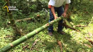 Harvesting Bamboo Water [upl. by Llehsram]