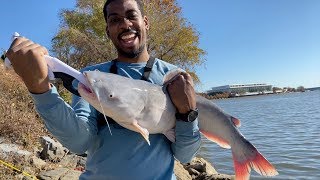 He Caught his BIGGEST CATFISH EVER Ft Reggie [upl. by Nicko]