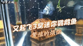 又起飞3窝迷你鹦鹉鱼，没鱼缸了咋办？ [upl. by Hephzipa321]