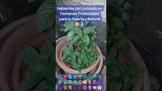 Lixiviado para potenciar tu Huerta 👍😊💡100cc para 500cc de Agua 💧 Excelente y Gratis 🇨🇱🌷🌺🥀🌹🏵️🌸🪷🍀❤️🌎♻️ [upl. by Cassaundra821]