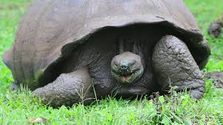 Galapagos  Santa Cruz  Galápagos giant tortoise [upl. by Aicirtac]