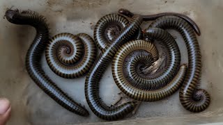 I Found Lots of Millipedes Why Millipedes Are Easy To Catch [upl. by Kosaka]