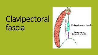 Clavipectoral fascia easy embryology gross anatomy [upl. by Anauqahc]