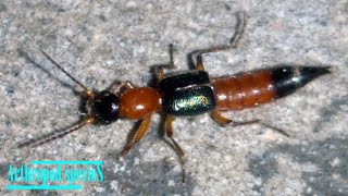 Insect Species  Rove Beetles  Tomcat Paederus fuscipes  Wings [upl. by Garcia]