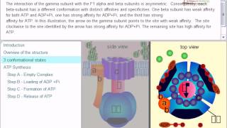 ATP synthesis chemiosmotic theory [upl. by Blakeley]