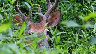 Deer Scream  Random Nature Short 2 [upl. by Daphie]