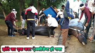 jhota raceझोटे का Accident हो गया 😱 मलची का भी पैर टूट गया कैसे हुआ ये Jhota Accident पूरी जानकारी [upl. by Eneres]