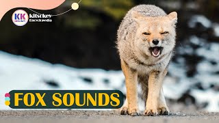 Fox sounds fox sounds at night fox calls fox sound in the forest [upl. by Fidellas]