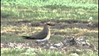 Glareola pratincola  Collared Pratincole  Кафявокрил огърличник [upl. by Aufa205]