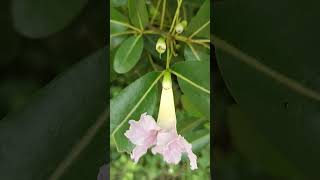 Tabebuia pallida Trumpetshaped pale pink flower UesOrnamental and landscaping FBignoniaceae [upl. by Nore295]