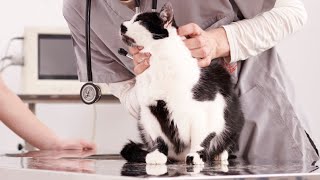 Fibrosarcoma nel gatto come riconoscerlo e curarlo Ne parla la Drssa Elisabetta Merlin [upl. by Lennad32]