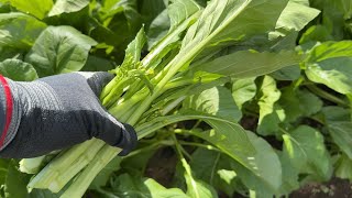 野菜高騰に強い野菜！春まで何度も再生するコスパ最強野菜（秋冬どり野菜栽培の注意点と育て方のコツ）241021 [upl. by Solhcin]