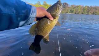 Slaying Big Brown Trout And Smallmouth Bass  Fall Fishing LEHIGH RIVER [upl. by Tertias906]