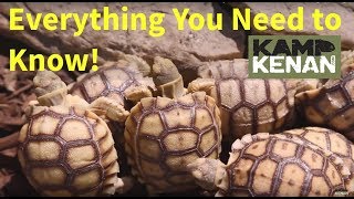 The ULTIMATE SULCATA Tortoise Care INSTRUCTIONS  Kamp Kenan S3 Episode 34 [upl. by Demona]