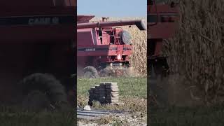 harvest2024 farming corn caseih combine [upl. by Lesnah899]