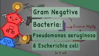 Gram Negative Bacteria Pseudomonas aeruginosa and Escherichia coli [upl. by Louis313]