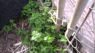 Foraging Chickweed [upl. by Penoyer]