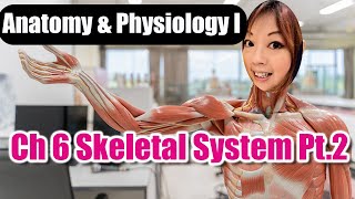 Ch 6 Skeletal System Part 2 [upl. by Kalila]