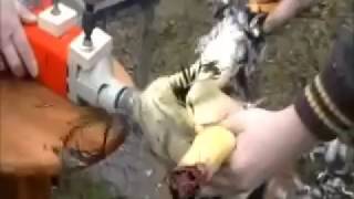 Chicken plucker drill poultry plucker  its easy and quick [upl. by Marlon341]