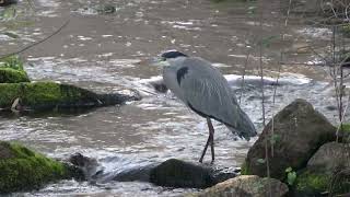 Garza real Ardea cinerea en un río [upl. by Ornas]