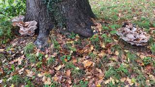 Bracket fungi on Red oak  October 2024 [upl. by Naivaj]