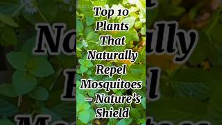 Top 10 plants that repel mosquitoes top mosquitofree [upl. by Assilac]