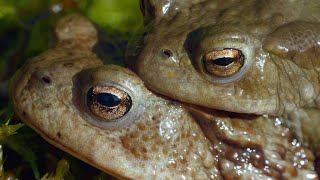 The Surprisingly Violent Mating Ritual of the Common Toad 4K [upl. by Tasiana]