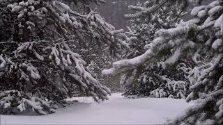 Wolves Howling in Snowstorm – Blizzard amp Winter Wind Sounds for Relaxation [upl. by Pincince]