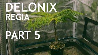 Delonix Regia Part 5 [upl. by Dronel]