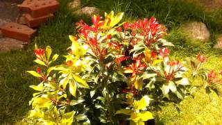 Mountain Fire Pieris Bush [upl. by Krefetz]