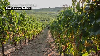 Italian Wine Makers Face Borrowing Cost Hangover [upl. by Neddie593]