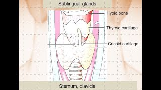 KORNeck US anatomy1sublingual gland vallecula pyriform sinus and parathyroid glands [upl. by Slemmer]