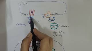 Ethylene Signaling Pathway Plant Physiology [upl. by Myron120]