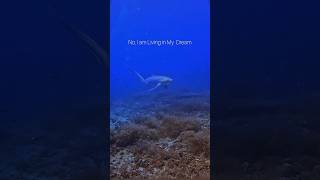 The Shark of Your Dreams sharks underwater videography shorts [upl. by Ahsha970]