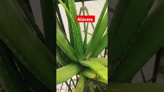 The Surprising Benefits of Aloe Vera Gardening [upl. by Ja68]