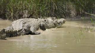 Estuarine Crocodile at Cahills Crossing 2 [upl. by Bohman]