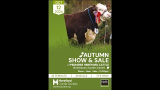 Autumn Show of Pedigree Hereford Cattle at Shrewsbury Auction Centre 12th October 2024 [upl. by Gretel165]